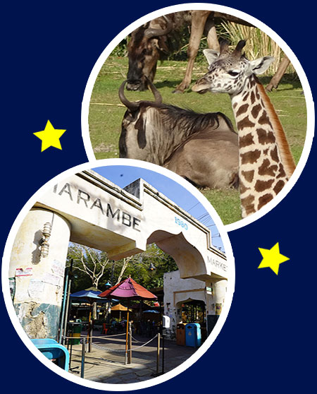 Animal Kingdom Park Photos